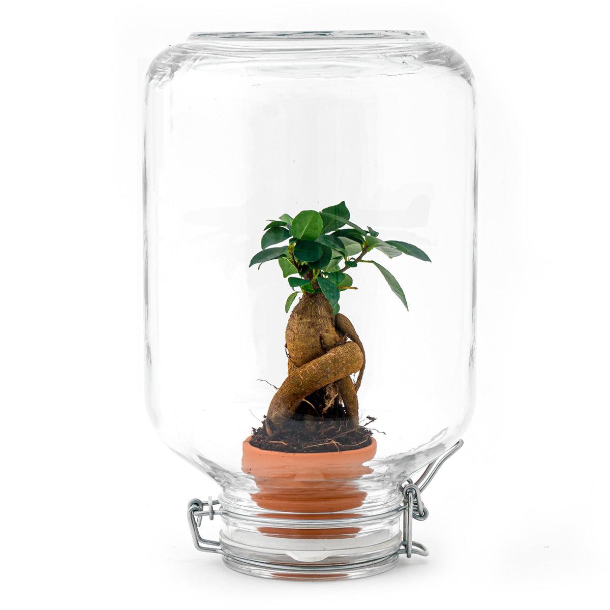 Flaschengarten Easyplant – Terrarium mit Ficus Ginseng Bonsai – Selbstbewässernde Zimmerpflanze im italienischen Einmachglas – Pflegeleicht & Nachhaltig