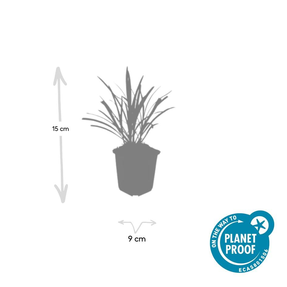 Lilientraube Liriope muscari 'Ingwersen' – ↕10-25cm – Ø9cm – 60 Pflanzen – Immergrüner Bodendecker – Violette Blütenrispen – Winterhart & pflegeleicht
