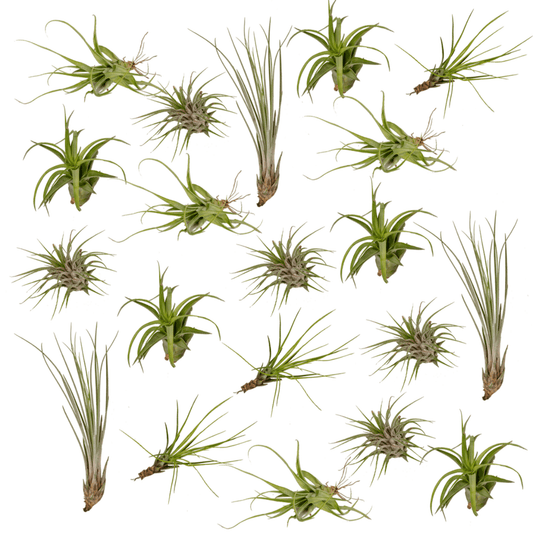 Tillandsia Air Mix – 20 Stück Luftpflanzen – Ø6cm – ca. 6cm hoch – Pflegeleichte Tillandsien-Mischung – Erdlos & dekorativ – Für kreative Wohnideen