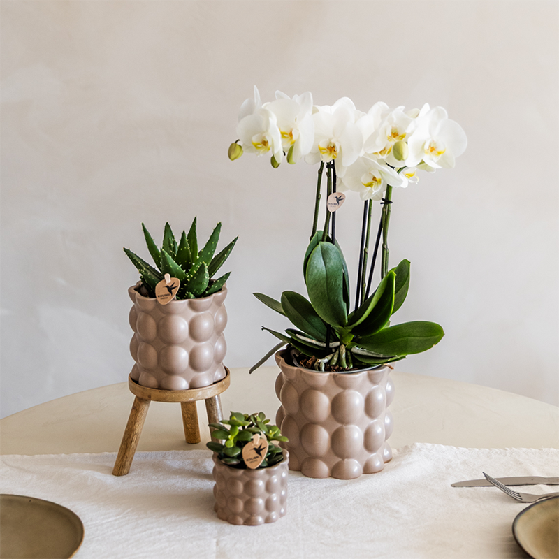 Kolibri Orchids | Pflanzenset Cotton Sand | Grüne Pflanzen mit Weißer Phalaenopsis-Orchidee Ghent in Keramischen Ziertöpfen