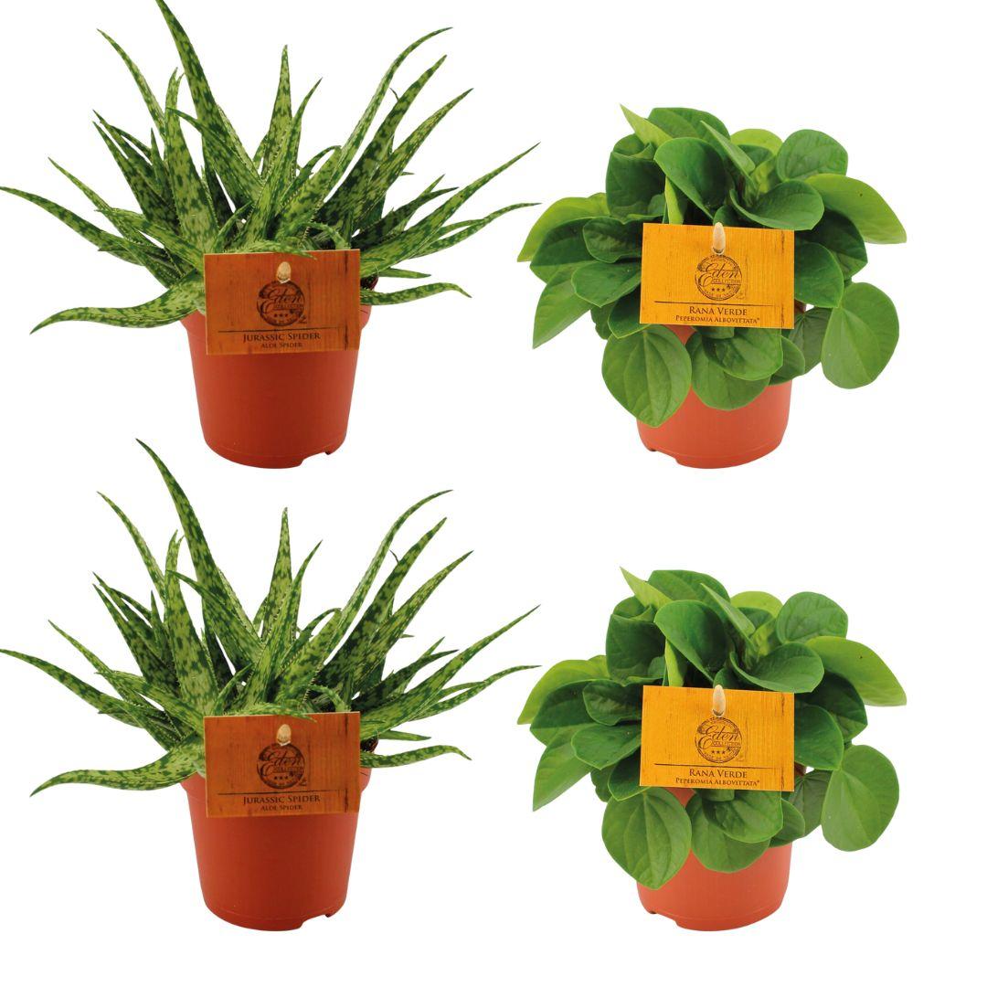 2x Aloe Spider + 2x Peperomia Rana Verde - Ø10.5cm - Zimmerpflanze - ↕10cm - 4 Stück