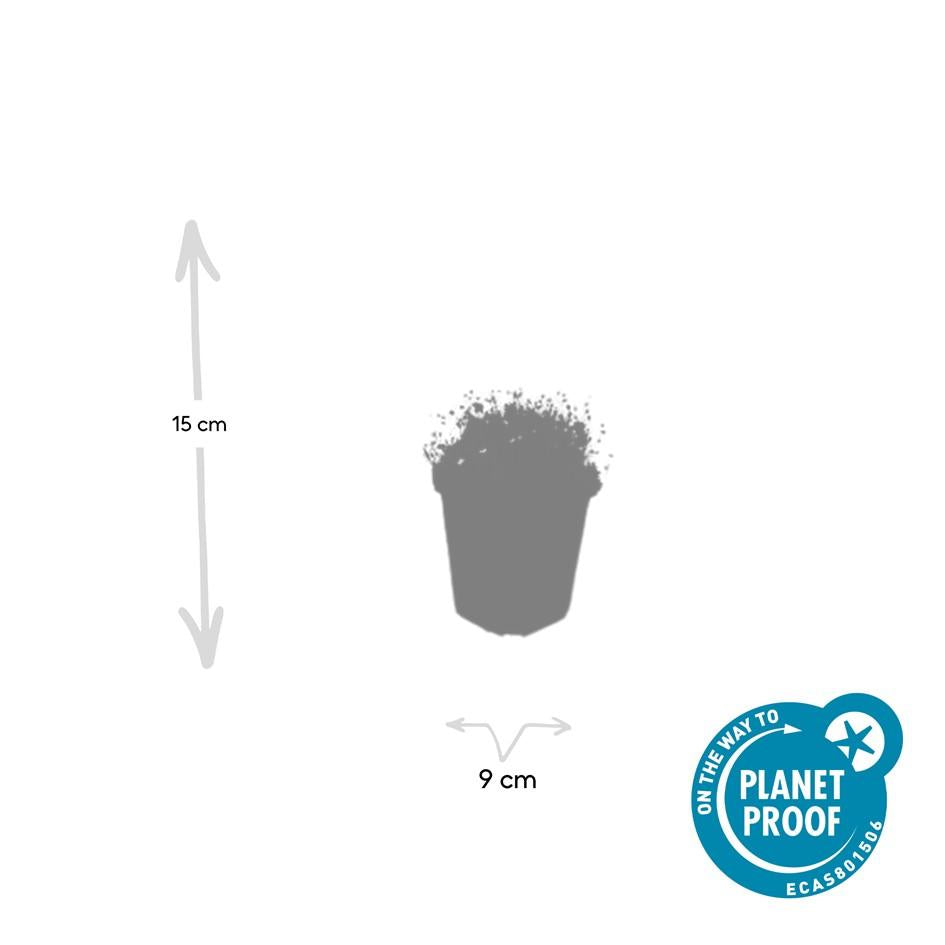 Pfriemen-Mastkraut - Sagina subulata - ↕10-25cm - Ø9cm - 60 Pflanzen – Immergrün, trittfest & winterhart – Ideal als Rasenersatz & Fugenbegrünung