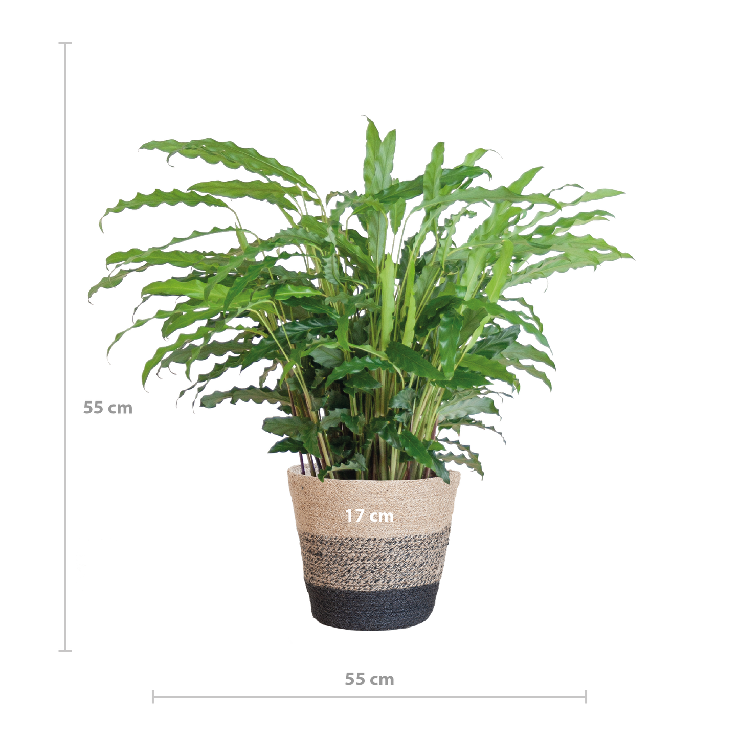 Calathea Rufibarba mit Korb Lissabon – Samt-Calathea – Zimmerpflanze – Ca. 55 cm hoch – Ø17 cm – Luftreinigend & pflegeleicht – Nachhaltiger Jutekorb