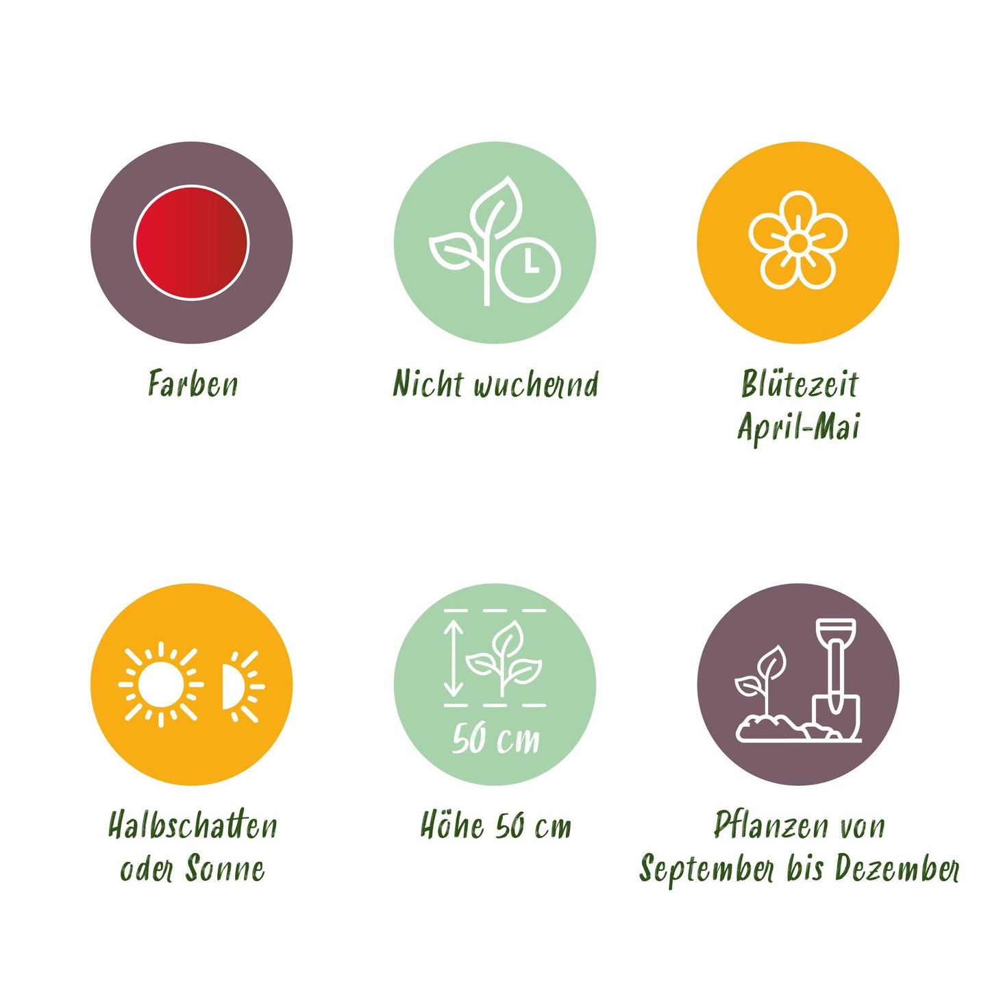 GreenboutiQ - Blumenzwiebeln - Tulp Triumph Red - Farbe Rot - 15 Stück - Zwiebelgröße 11/12 - XXL Pack