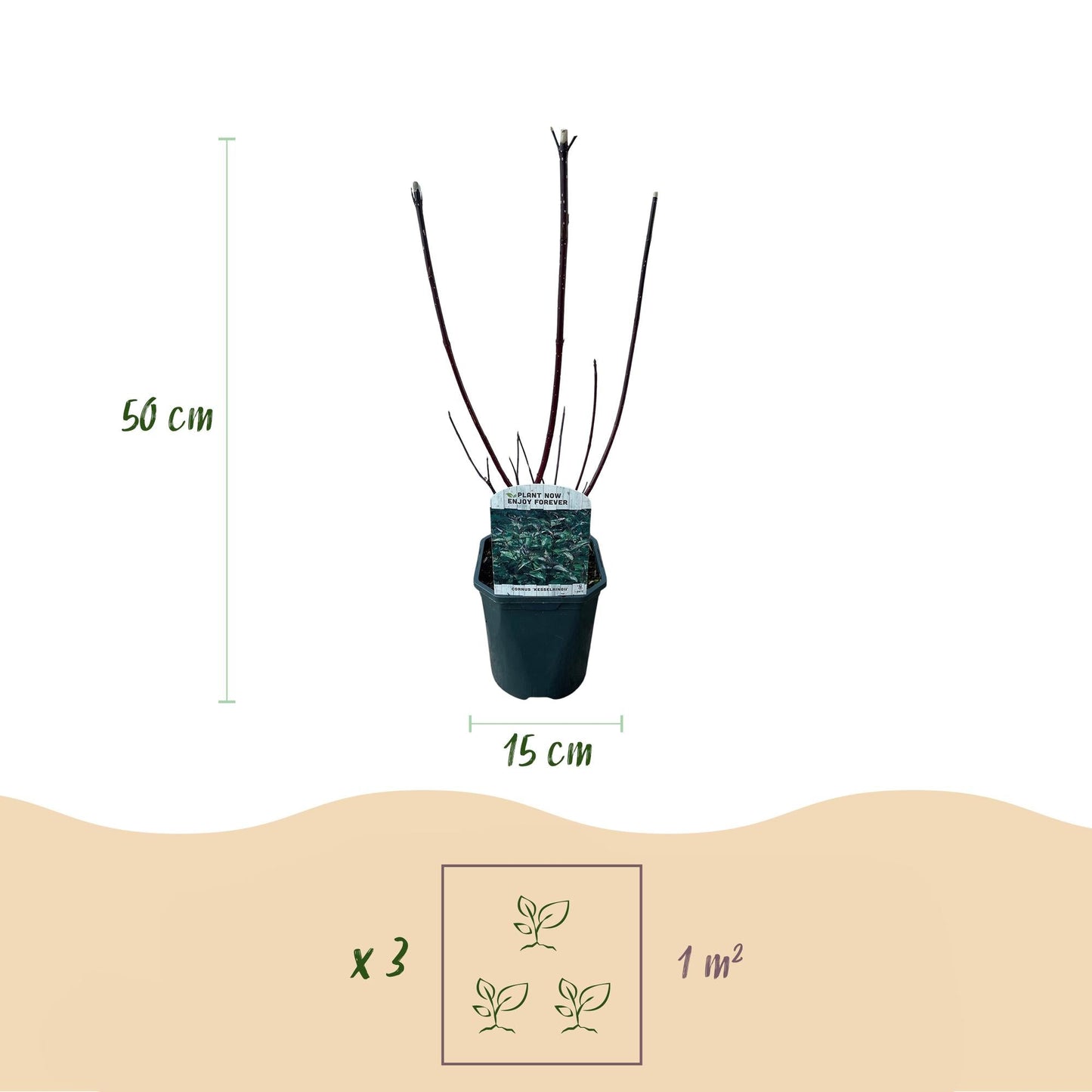 Cornus alba 'Kesselringii' – Schwarzholz-Hartriegel – Zierstrauch 17cm – ca. 45cm hoch – Pflegeleicht & winterhart – Für Hecke & Beet
