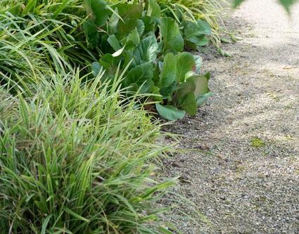 Bergenia cordifolia 'Herbstblüte' – 24 Pflanzen – ↕10-25cm – Ø9cm – Immergrüner Bodendecker – Rosa Herbstblüten – Pflegeleicht & Schattentolerant