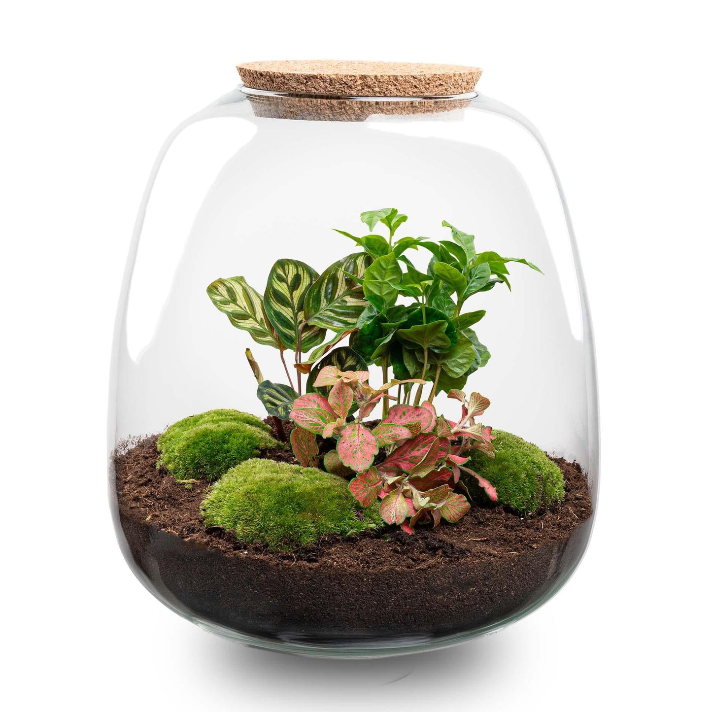 Flaschengarten Terrarium Emma – DIY Bausatz – 25cm hoch – Ø23cm – Kaffee Rot mit LED – Autark & nachhaltig