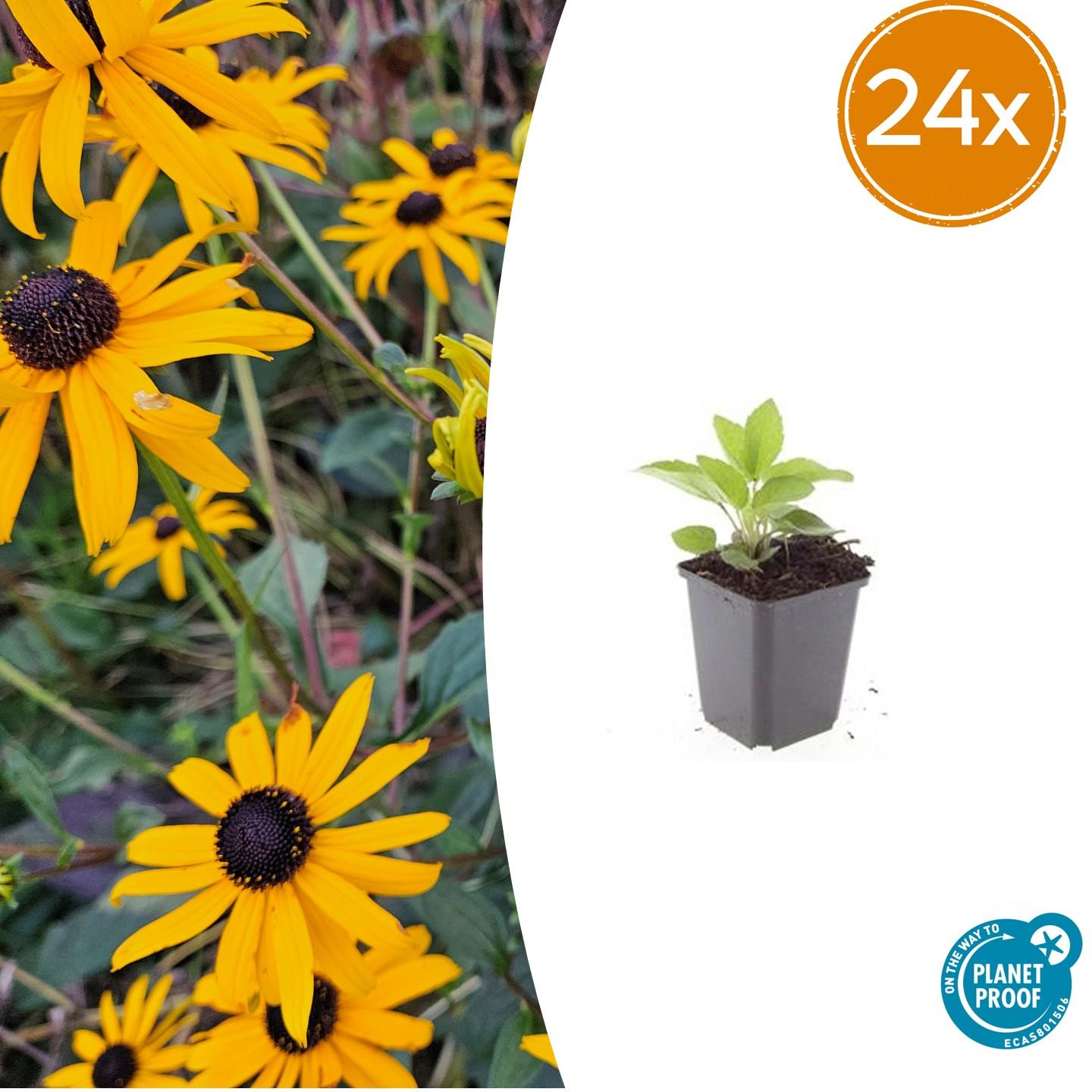 Rudbeckia fulgida 'Goldsturm' – 24 Pflanzen – ↕10-25 cm – Ø9 cm – Sonnenhut Staude – Winterhart & Pflegeleicht – Bienenfreundlich – Blühend von Juli bis Oktober