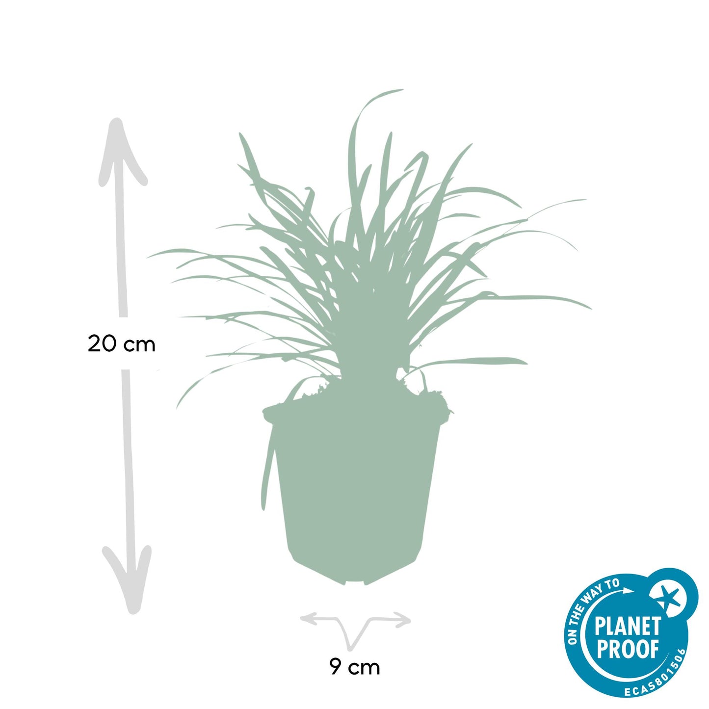 Lilientraube Liriope muscari 'Big Blue' – ↕10-25cm – Ø9cm – 60 Pflanzen – Immergrüner Bodendecker – Lila Blüten ab August – Pflegeleicht & Halbschatten