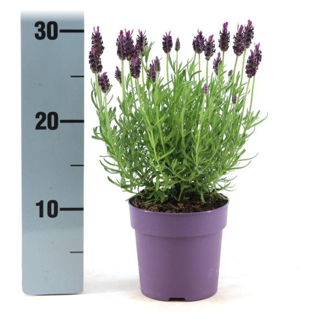 Echter Lavendel Lavandula stoechas Anouk – 6 Pflanzen – Duftender Schopflavendel – Ø12 cm – Winterhart – Für Garten, Terrasse & Balkon