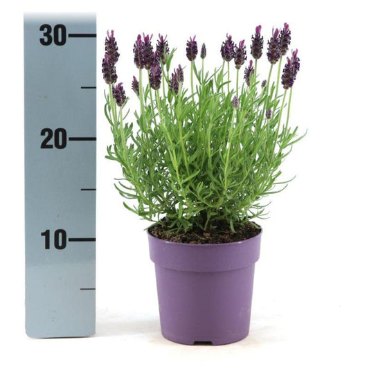 Echter Lavendel Lavandula stoechas Anouk – 6 Pflanzen – Duftender Schopflavendel – Ø12 cm – Winterhart – Für Garten, Terrasse & Balkon