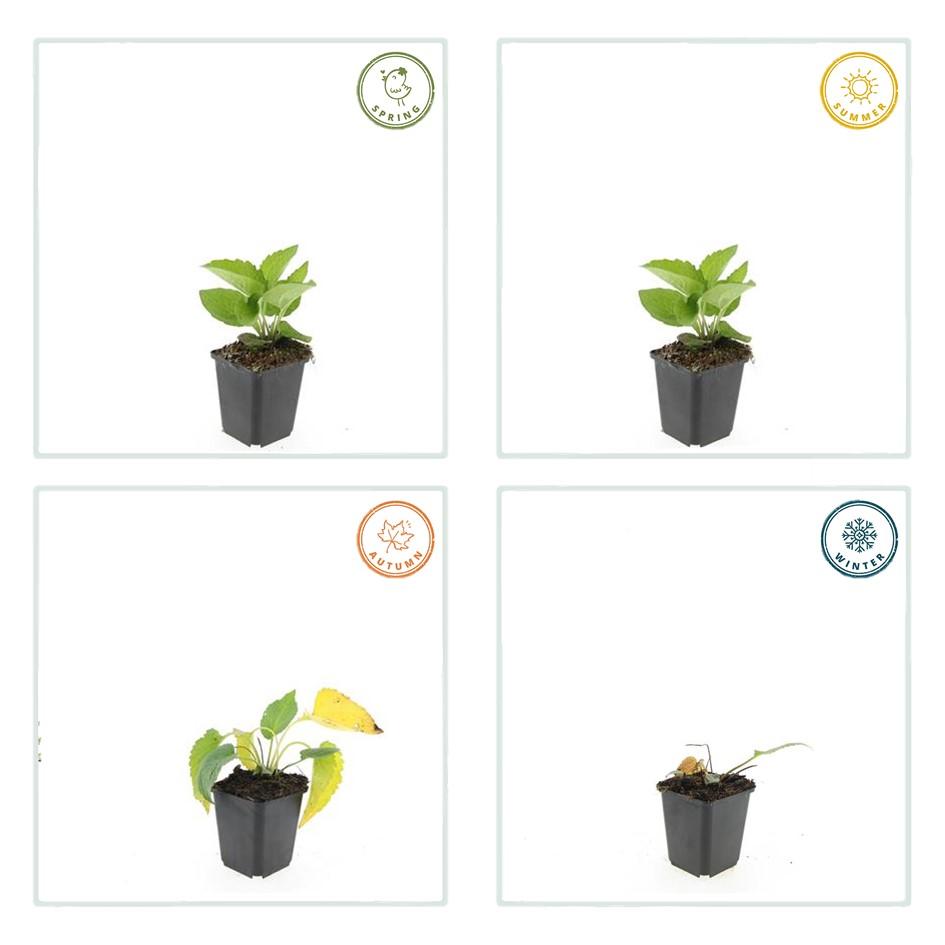 Rudbeckia fulgida 'Goldsturm' – Goldgelber Sonnenhut – 48 Pflanzen – ↕10-25cm – Ø9cm – Bienen- & schmetterlingsfreundliche Staude – Sehr winterhart