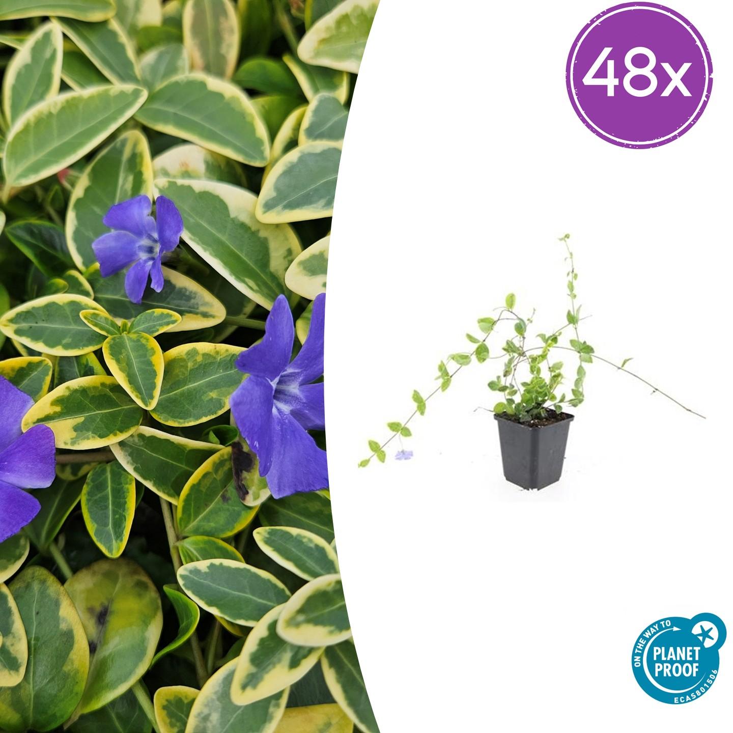 Vinca minor 'Blue and Gold' – 48 Pflanzen – Immergrüner Bodendecker – Blau-lila Blüten – Goldgelbe Blätter – 10–25 cm – Ø9 cm – Schattentolerant & pflegeleicht