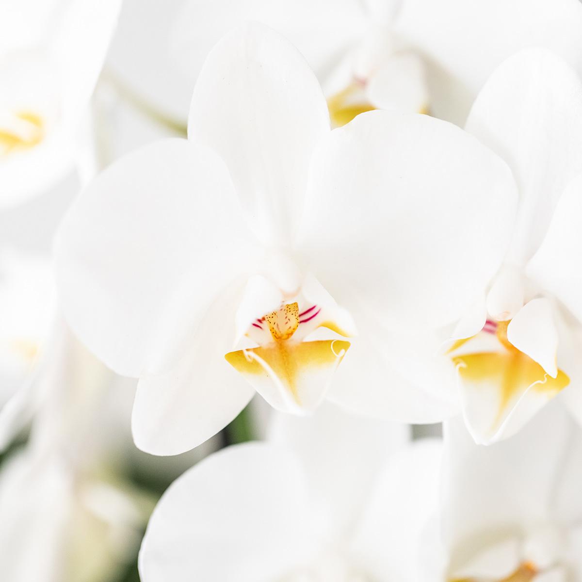 Kolibri Orchids | Weißes Orchideenset in Como-Schale inkl. Wasserreservoir | Drei Weiße Niagara Falls-Orchideen 12cm | Mono-Bouquet Weiß mit Selbstbewässerungssystem