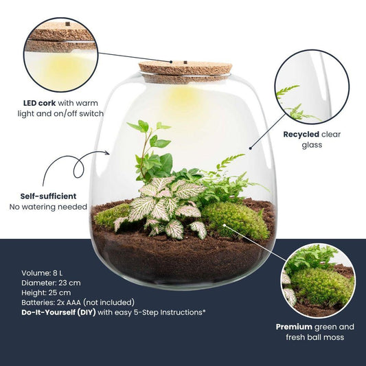 Flaschengarten „Emma“ – Bausatz mit LED-Korkdeckel – Ø23cm ↕25cm – DIY Pflanzenterrarium mit Efeu, Farn & Fittonia Pink Tiger – Selbstversorgendes Mini-Ökosystem aus Glas