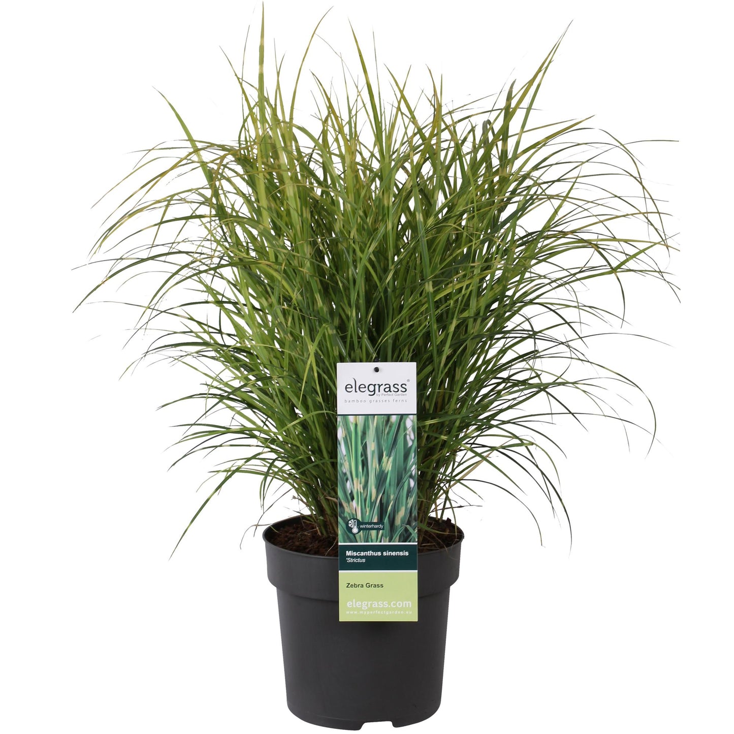 Stachelschweingras - Miscanthus sinensis Strictus - Ø23cm - ↕60cm