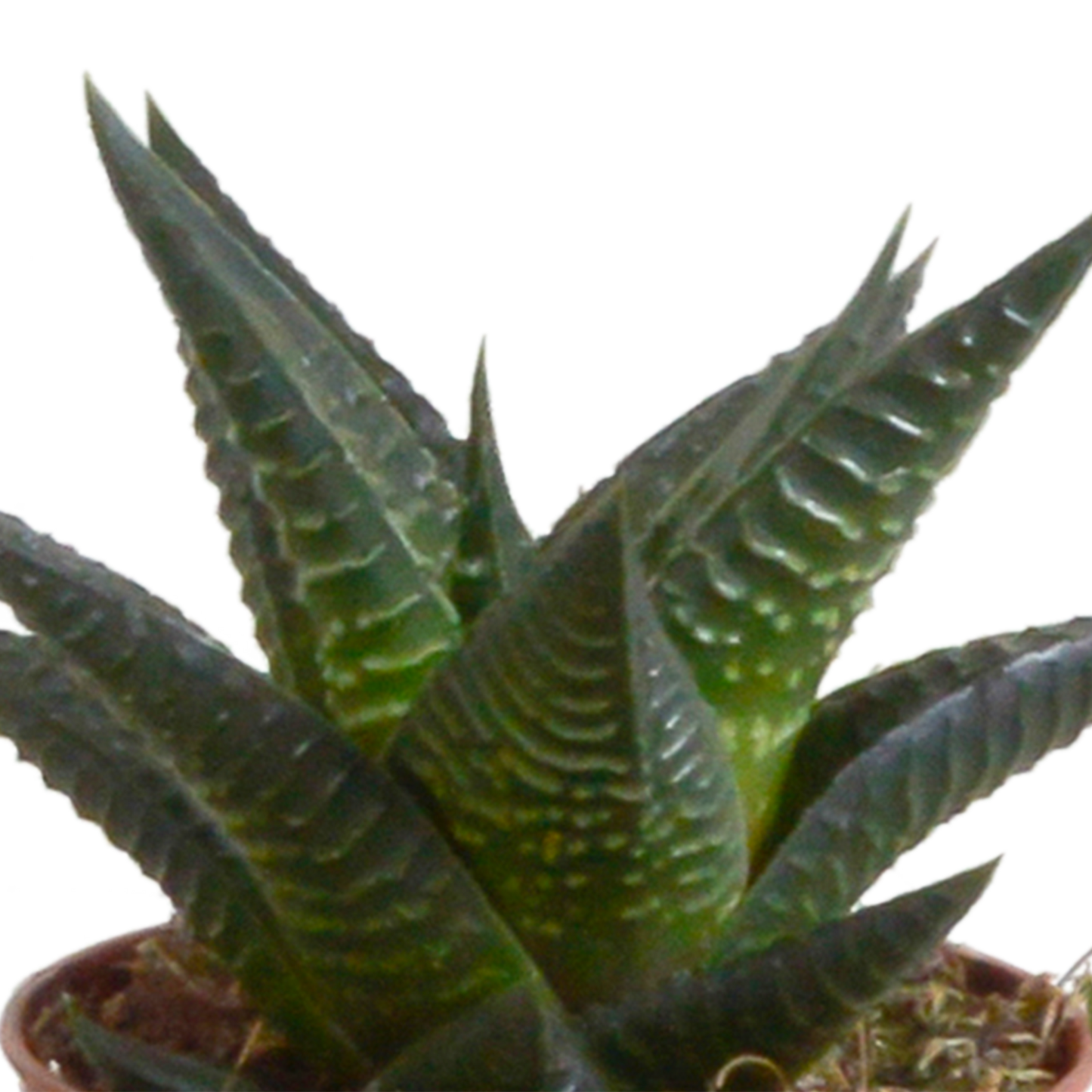 Gasteria/Haworthia-Mischung - 5 Sukkulenten – Ø5,5cm – Handbemalter mexikanischer Topf – Vielfältige Formen & Farben – Hochwertige Qualität vom Erzeuger