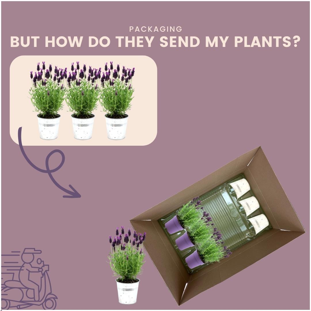 Französischer Lavendel Lavandula stoechas Anouk – 3 Pflanzen im Dekotopf „Old Look“ – Ø13cm Topf – Winterharter Schopflavendel mit violetten Blüten – Duftende Lavendelpflanze für Balkon, Terrasse & Garten