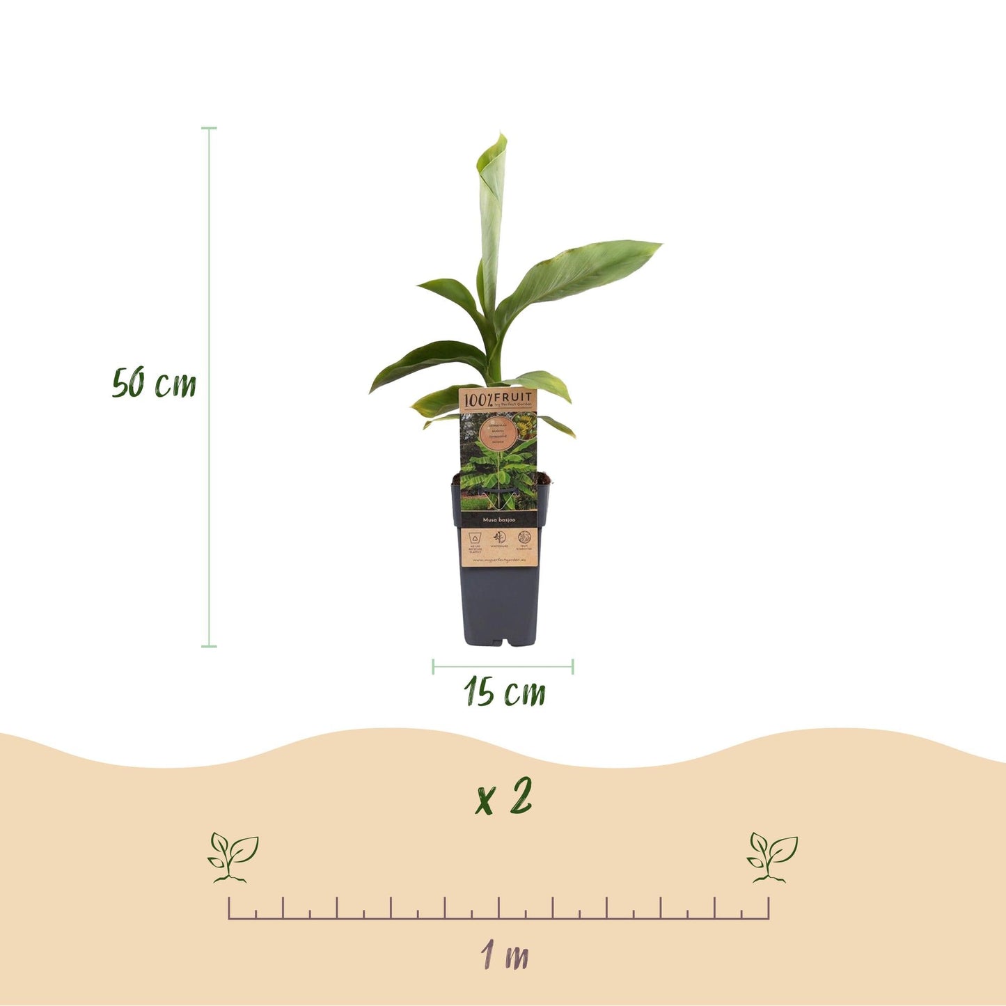 Japanische Faserbanane – Musa basjoo – Winterhart – 2 Pflanzen – Ø15 cm – Höhe ca. 50 cm – Tropische Optik & essbare Früchte – Pflegeleicht – Für Garten, Terrasse & Balkon