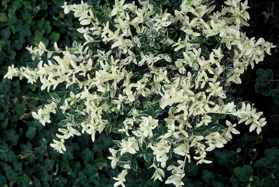 Euonymus fortunei 'Harlequin' – Buntlaubiger Bodendecker – 48 Pflanzen – Immergrün & winterhart – Ø9cm – ↕10–25cm – Für Beet, Topf & Schattenbereiche