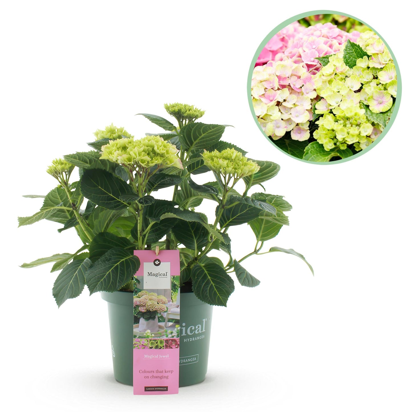 Hortensie Magical Jewel Pink – Hydrangea macrophylla – Rosa – Balkonpflanze – Im 23 cm Topf – Ca. 55 cm hoch – 6–10 Blüten – Für Balkon, Terrasse & Beet – Reichblühend & Farbakzent