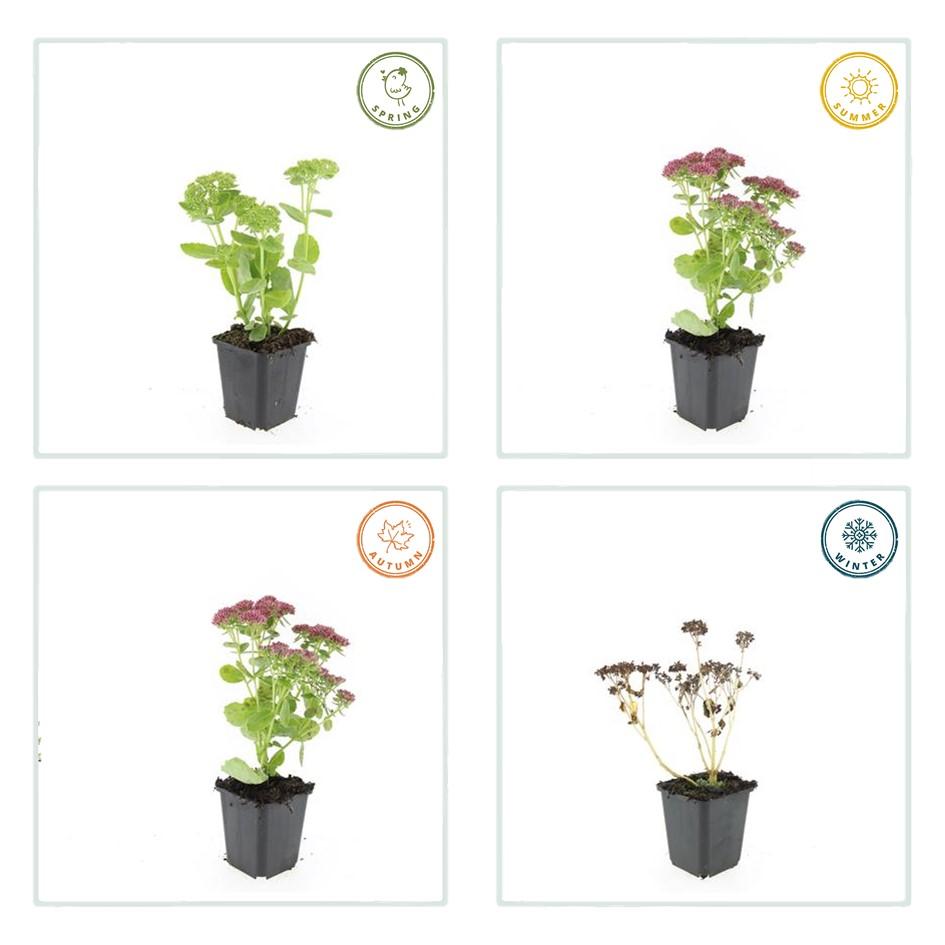 Hohes-Fettblatt Sedum 'Herbstfreude' – ↕10-25cm – Ø9cm – 12 Pflanzen – Winterhart – Trockenheitstolerant – Bienenfreundlich – Spätsommerblüte