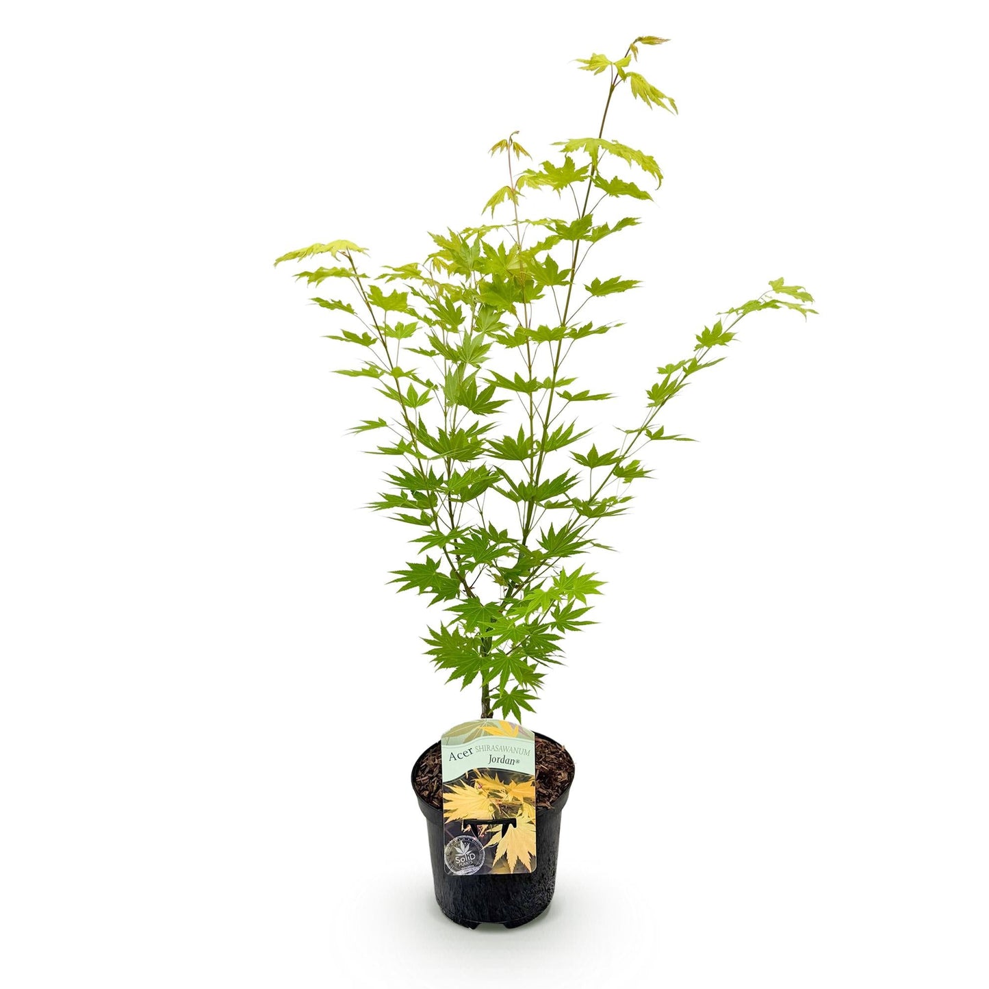 Japanischer Ahorn Acer palmatum 'Jordan' – Gelb-Grün – Balkon- & Gartenpflanze – Ø19 cm – Ca. 70 cm hoch – Kompakter Fächerahorn mit saisonalem Farbwechsel