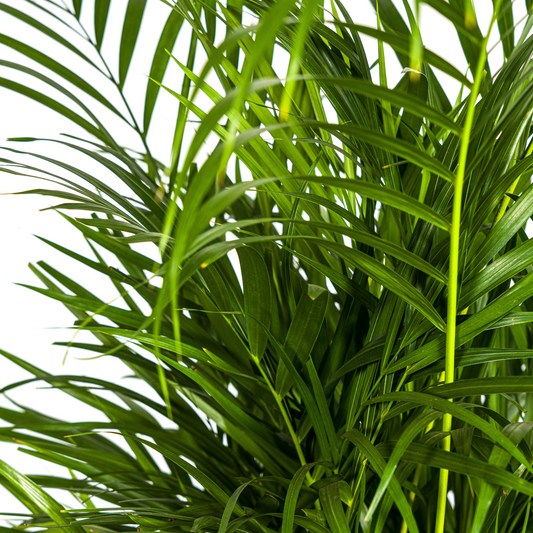 Dypsis Areca Lutescens mit Korb Ø21cm - ↕100 - 120cm