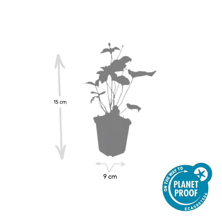Anemone hyb. 'Honorine Jobert' – 48 Pflanzen – ↕10-25cm – Ø9cm – Herbstanemone Staude – Weiße Blüten Spätsommer/Herbst – Sonnig & Halbschatten – Pflegeleicht