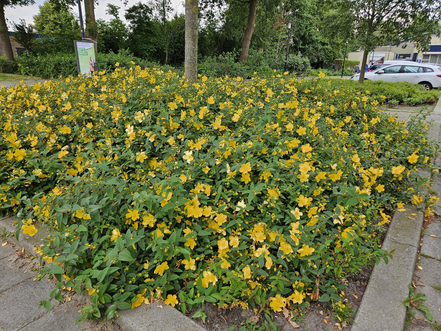 Großblumiges Johanniskraut – Hypericum 'Hidcote' – Ø9cm – 10-25 cm – 60 Pflanzen – pflegeleicht, bienenfreundlich, gelbe Blüten