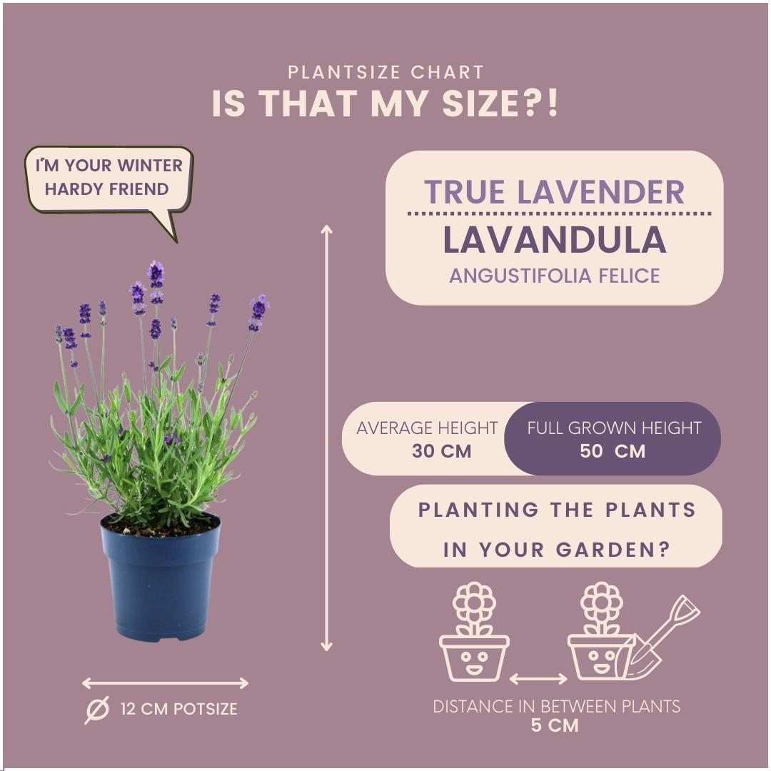 Echter Lavendel - Lavandula angustifolia Felice® - 12 cm Topf - 24 Stück