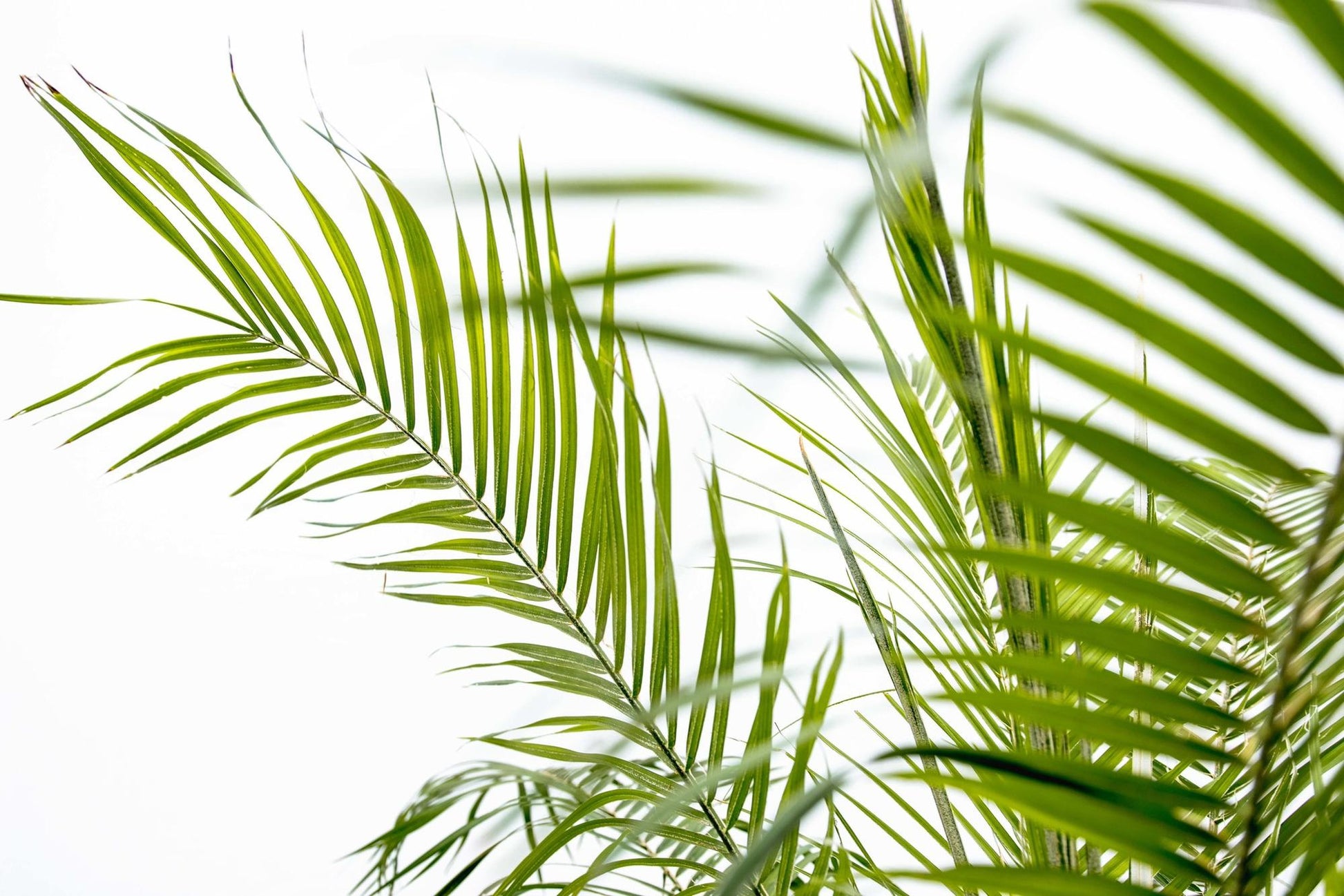 Phoenix Roebelenii auf Stiel - 190cm - 200cm