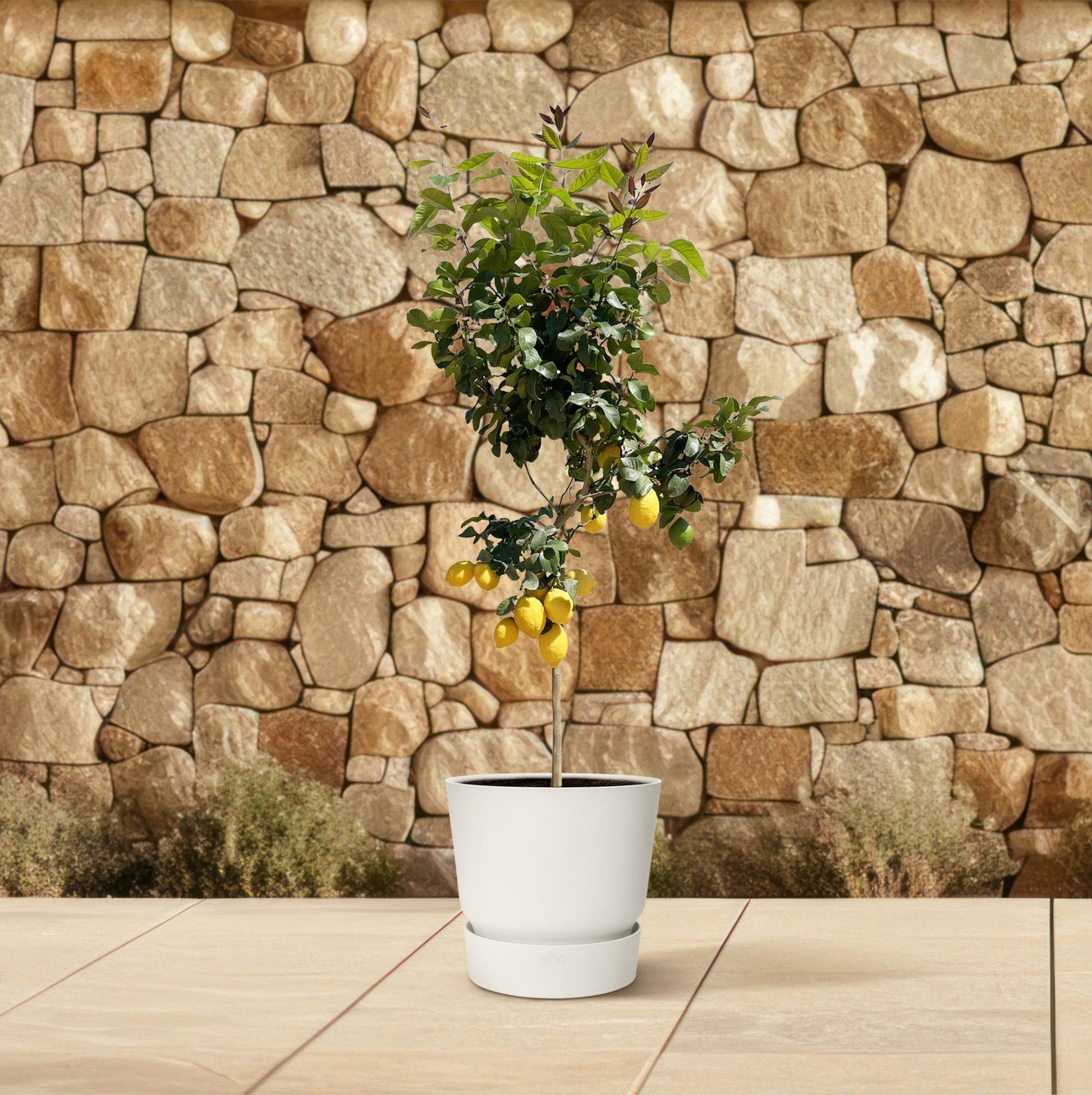 Zitronenbaum – Citrus limon – ca. 150 cm hoch – Ø24 cm – duftende Blüten & essbare Zitronen – immergrüne Zimmer- & Terrassenpflanze