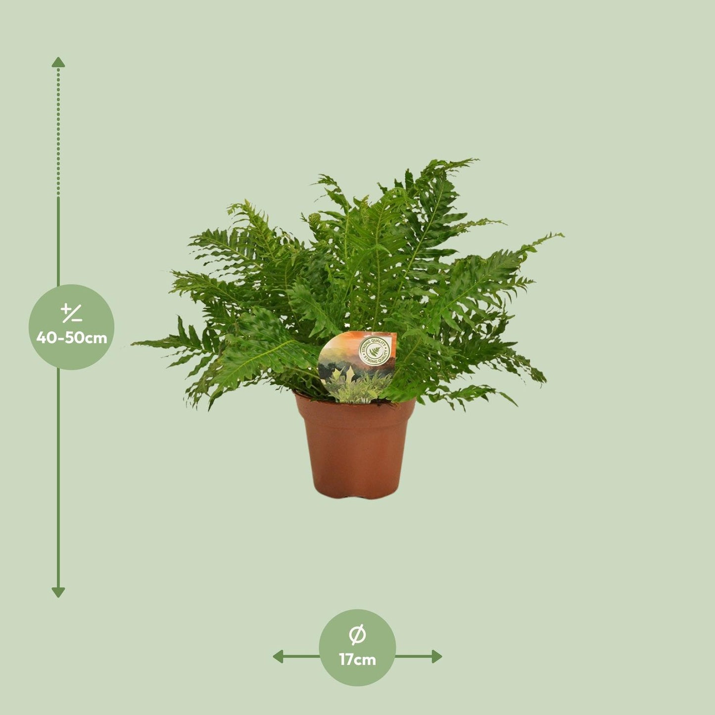Zwerg-Baumfarn - Blechnum Silver Lady - Zimmerpflanze Ø17cm - ↕50cm