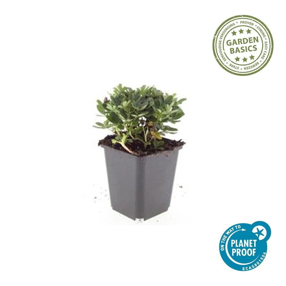 Fingerstrauch Potentilla tridentata 'Nuuk' – ↕10-25cm – Ø9cm – 60 Pflanzen – Immergrün – Weiße Sommerblüten – Winterharter Bodendecker