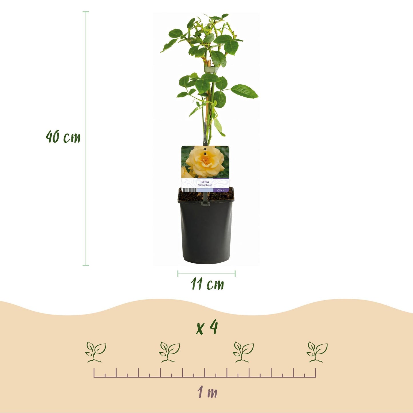 Kletterrose Rosa Spring Queen – Gelb – Pflegeleicht – 2 Pflanzen – 11cm x H40cm – Duftende Rosen für Garten, Balkon & Terrasse