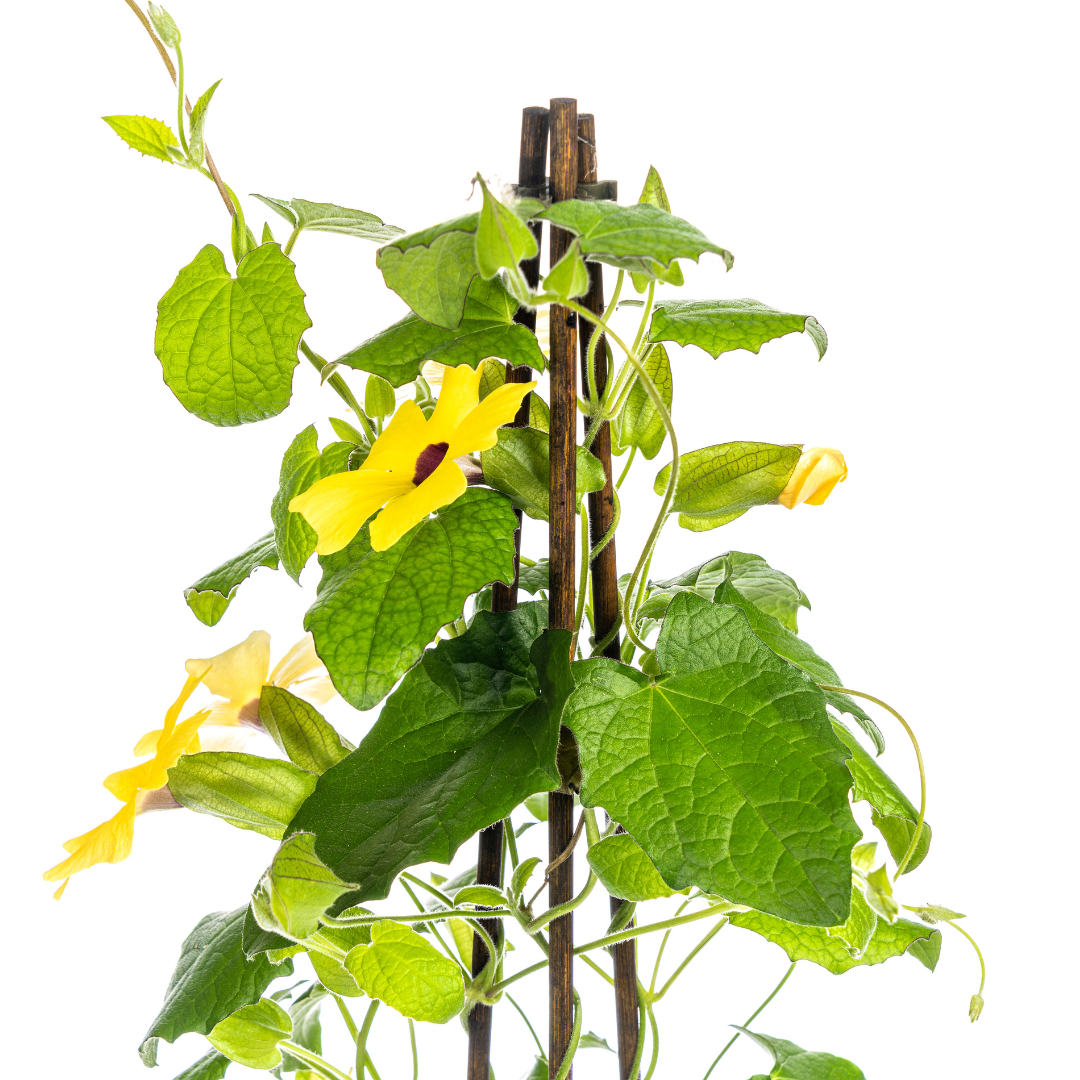 Schwarzäugige Susanne - Thunbergia alata Sunny Susy Yellow - Ø13 cm - ↕60 cm