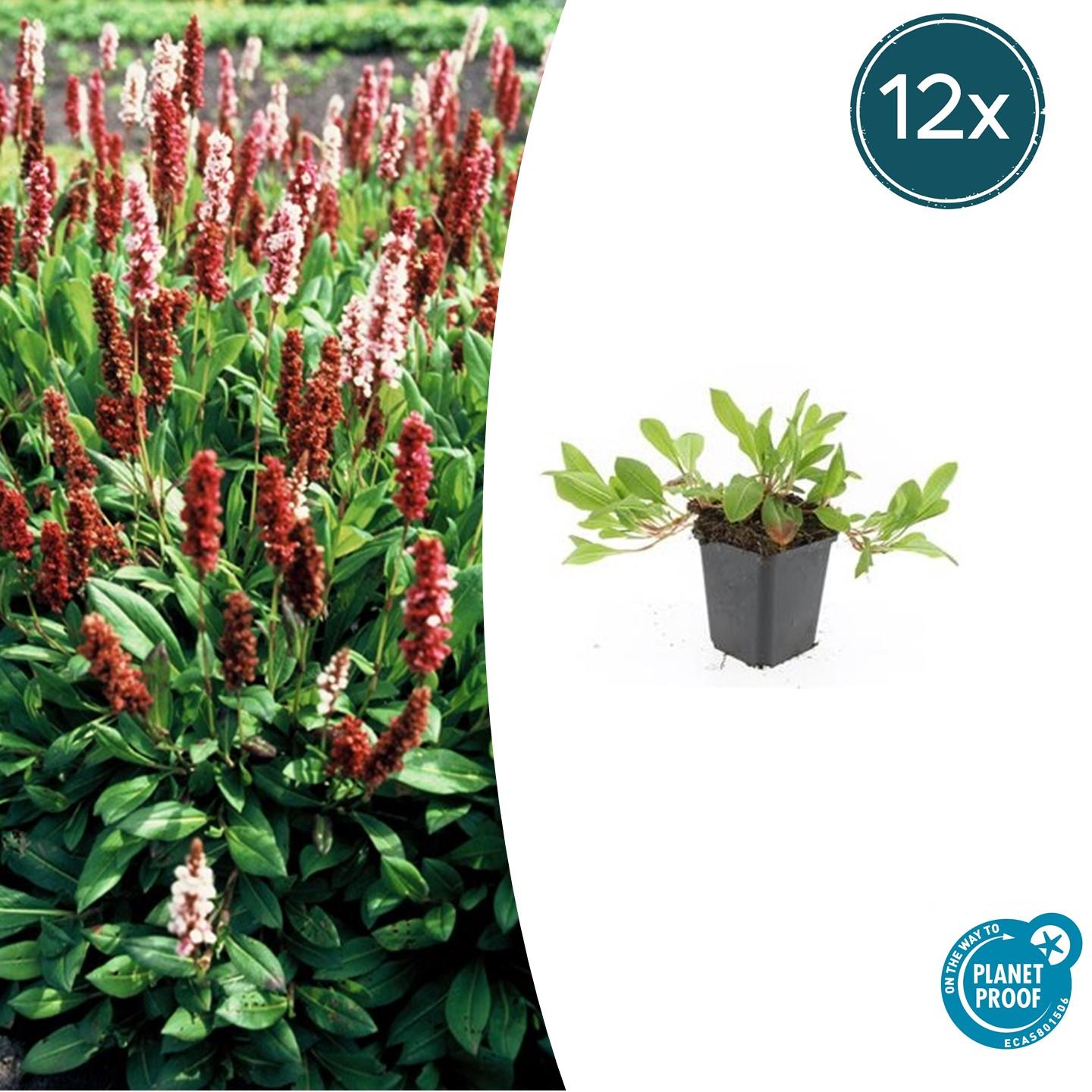 Schneckenknöterich Persicaria aff. 'Darjeeling Red' – ↕10-25cm – Ø9cm – 12 Pflanzen – Leuchtend Rotes Laub – Pflegeleicht & Winterhart – Beete & Gartenränder