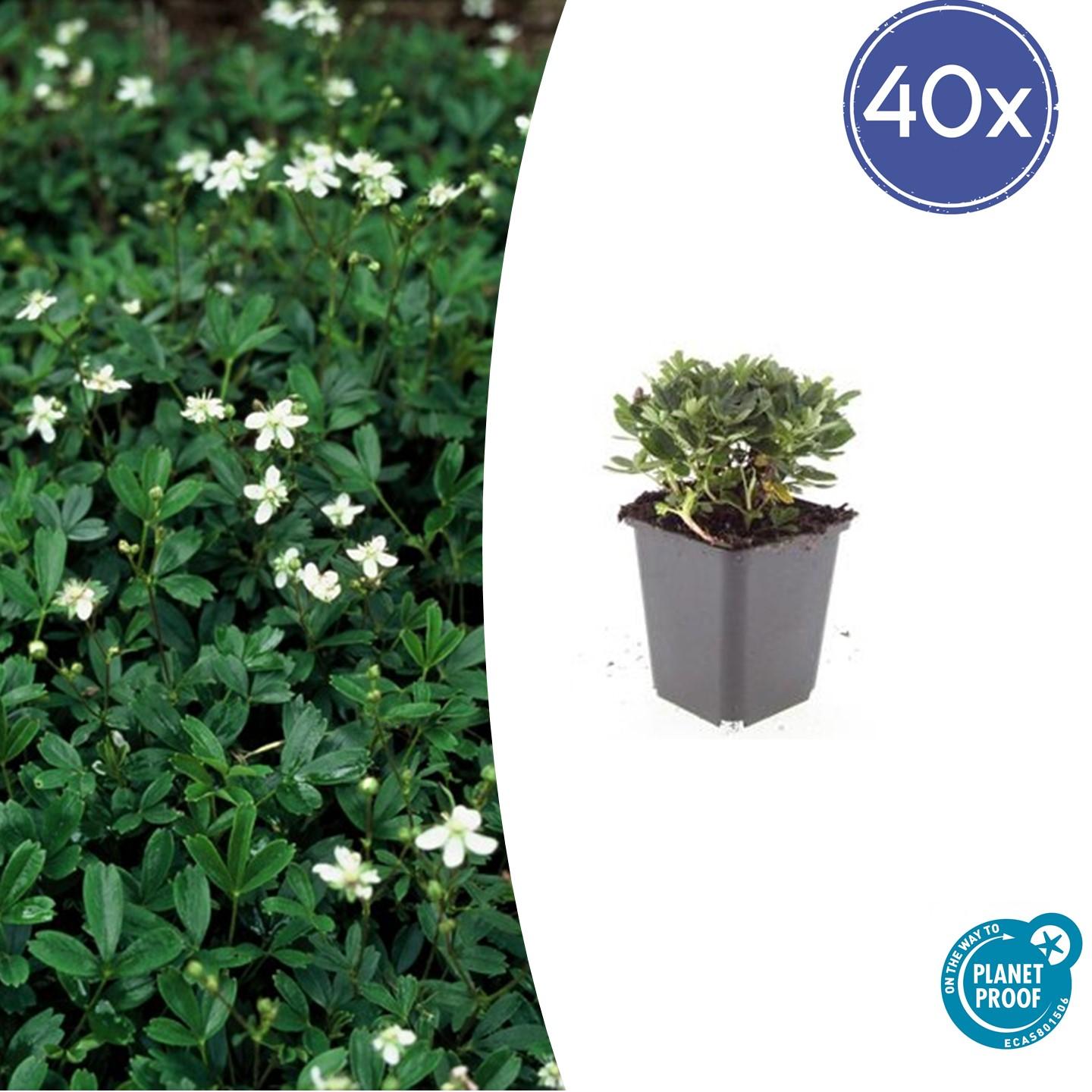 Fingerstrauch Potentilla tridentata 'Nuuk' – ↕10-25cm – Ø9cm – 40 Pflanzen – Immergrüner Bodendecker – Pflegeleicht & Winterhart