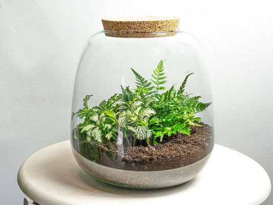 Flaschengarten Terrarium Emma Mini DIY Bausatz – Ø19cm x ↑20cm – Pflanzenterrarium mit Fittonia White Tiger & Farn – Nachhaltiger Mini-Dschungel für Zuhause & Büro