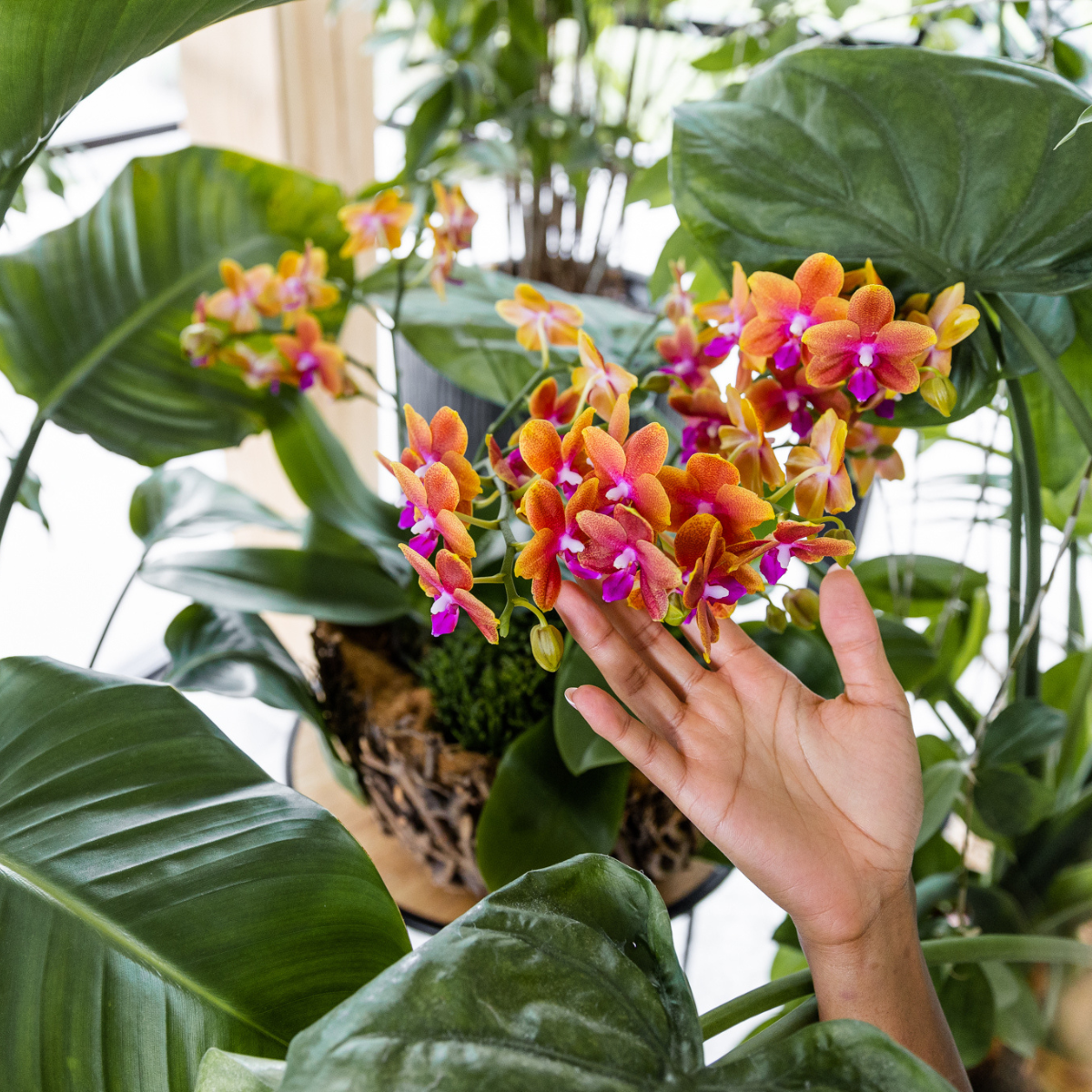 4 duftende orangefarbene Phalaenopsis-Orchideen - Topfgröße Ø12cm - Zimmerpflanze