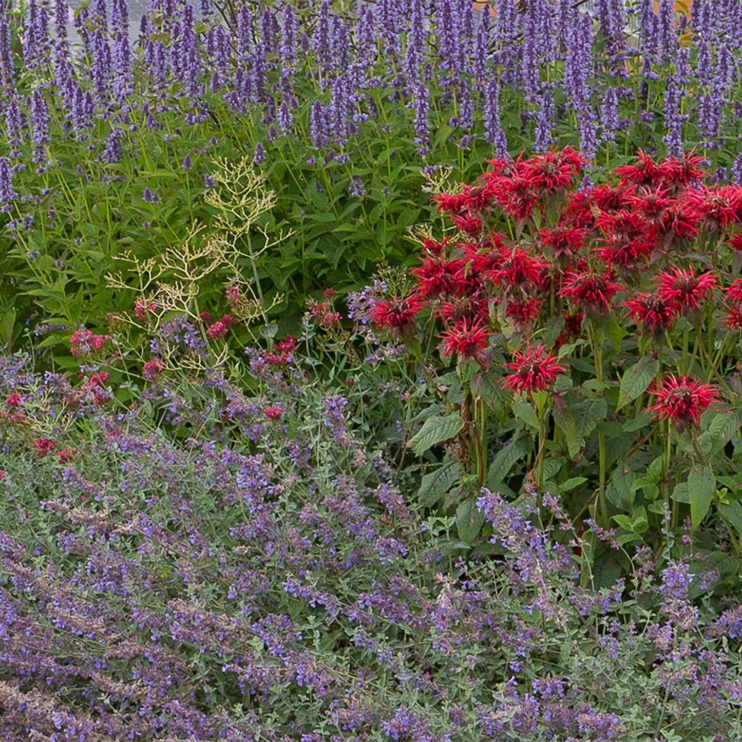 Staudenset – Duftend – 8 verschiedene Duftstauden – Für 1 m² Beet – Bienenfreundlich – Pflegeleicht – Blüten in verschiedenen Farben – Topf Ø11 cm