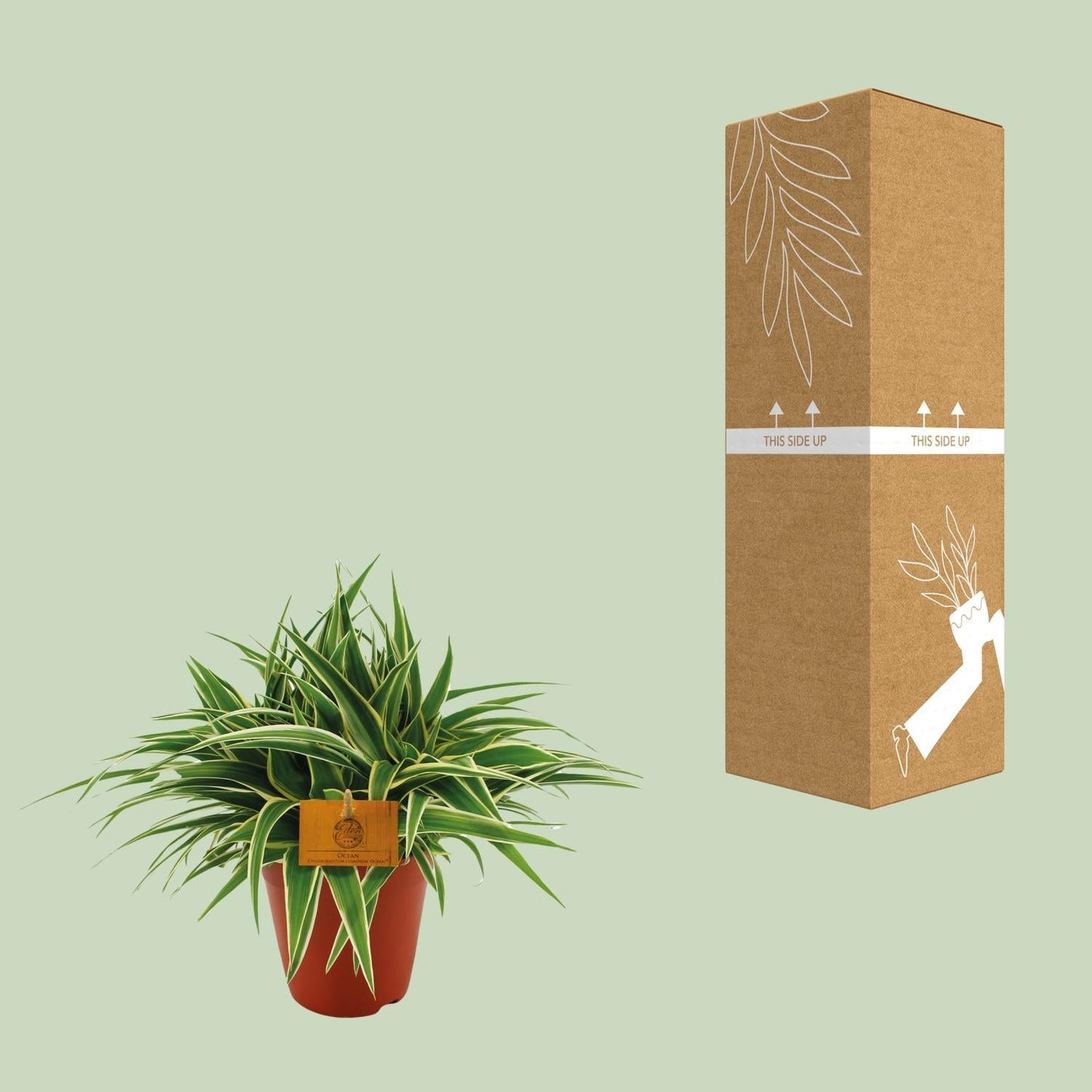 Grünlilie - Chlorophytum Ocean - Zimmerpflanze - Ø15cm - ↕25cm