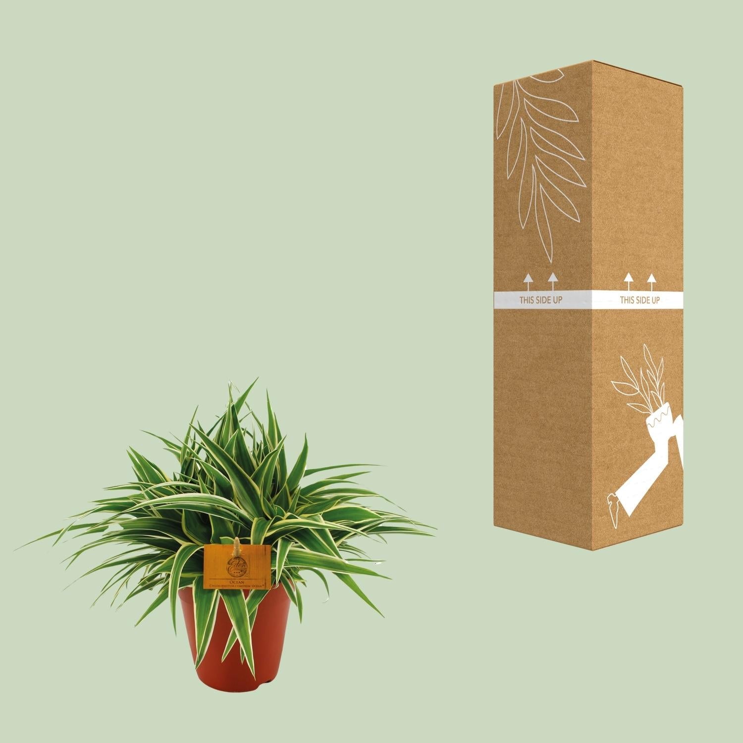 Grünlilie - Chlorophytum Ocean - Zimmerpflanze - Ø15cm - ↕25cm