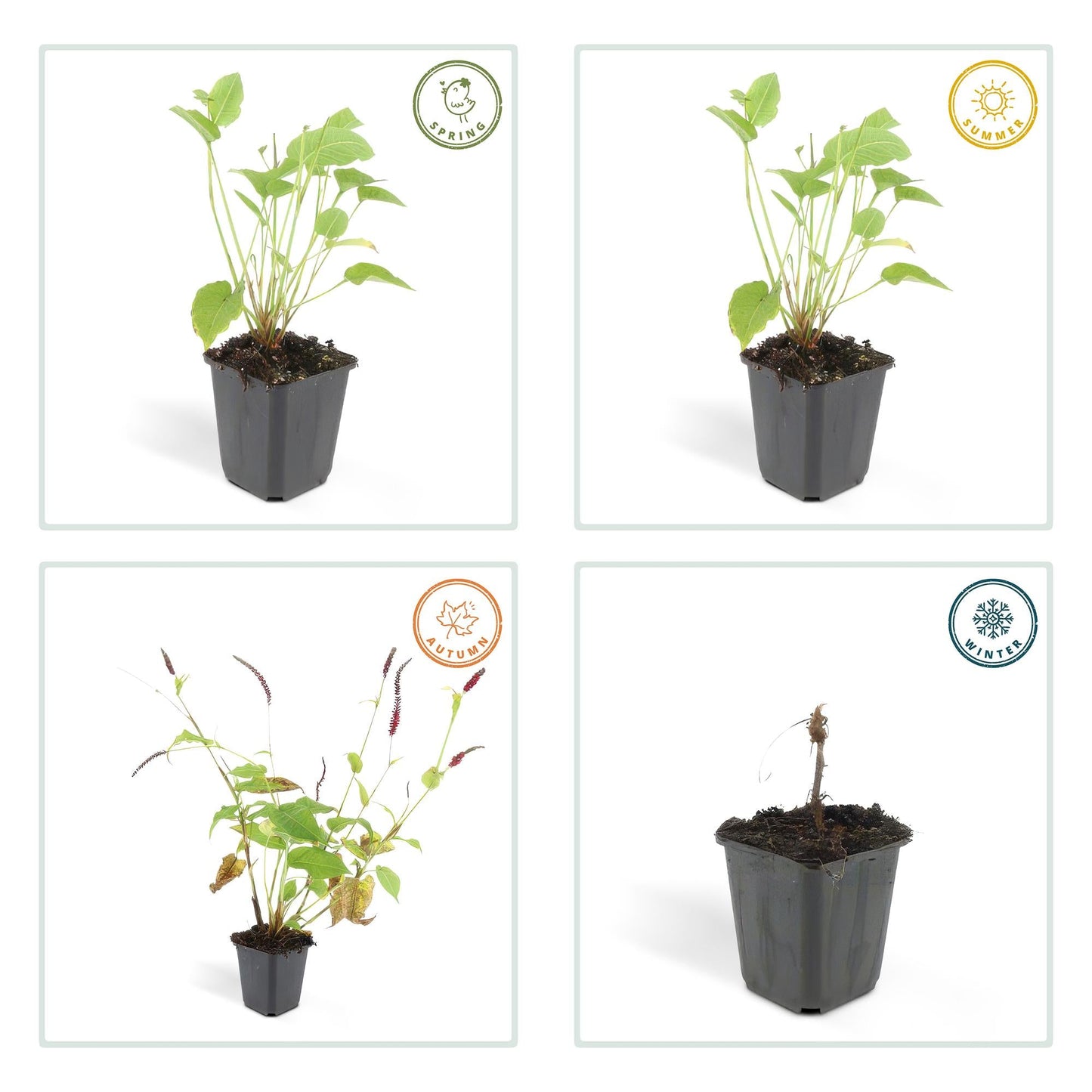 Persicaria amplexicaulis – 48 Pflanzen – ↕10-25 cm – Ø9 cm – Rote Blütenähren – Pflegeleichte, robuste Staude für Sonne & Halbschatten