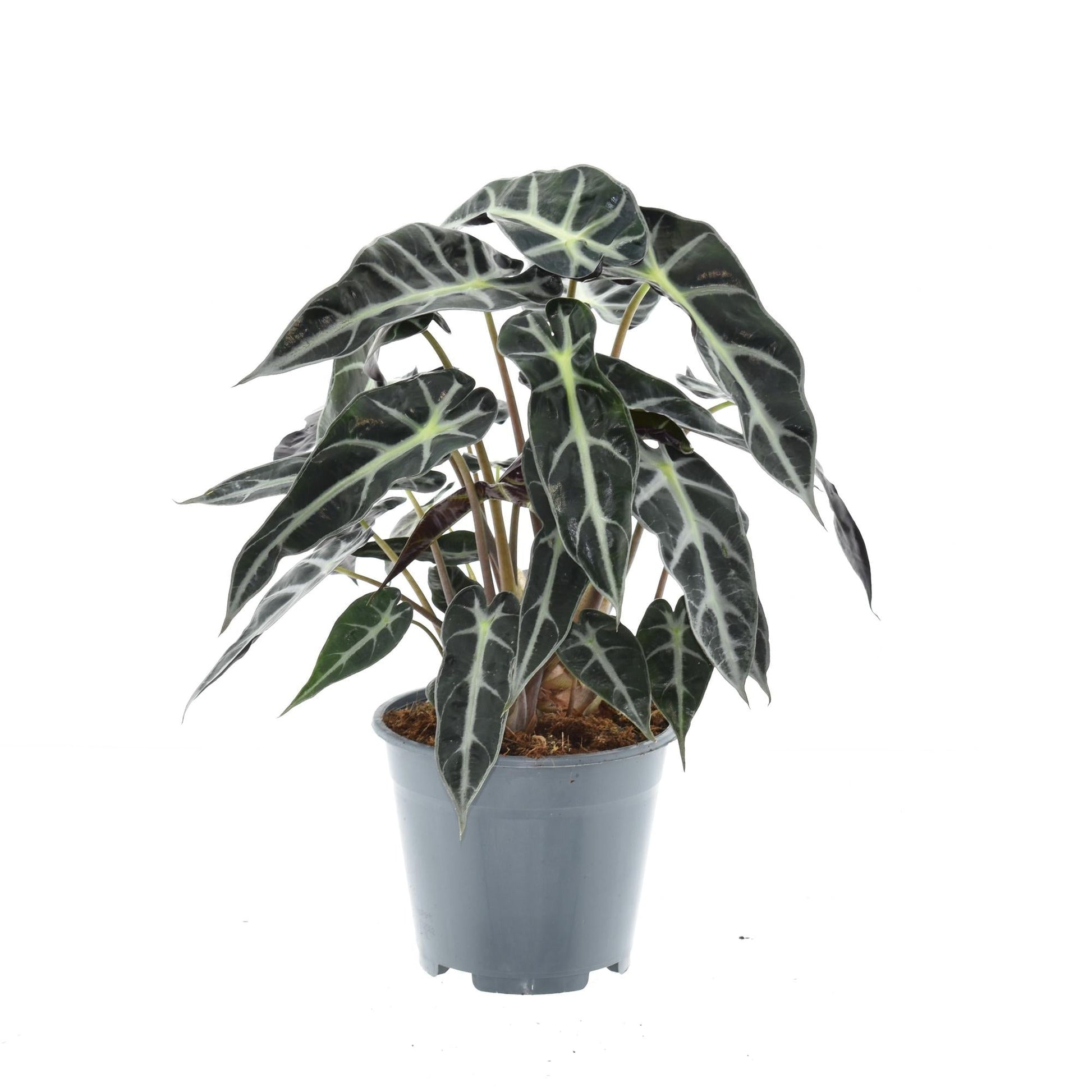 Alocasia Bambino Arrow – Zimmerpflanze – Ø14cm – ca. 40cm hoch – Exotische Pfeilblattpflanze – Kompakt & dekorativ – Für helle Innenbereiche