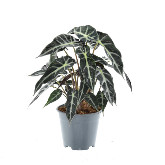 Alocasia Bambino Arrow – Zimmerpflanze – Ø14cm – ca. 40cm hoch – Exotische Pfeilblattpflanze – Kompakt & dekorativ – Für helle Innenbereiche