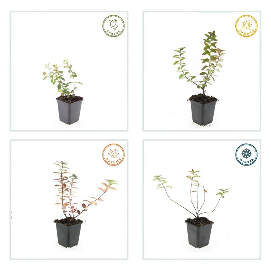 Hypericum dummeri 'Peter Dummer' – 24 Pflanzen – ↕10-25 cm – Ø9 cm – Winterhartes Johanniskraut – Gelbe Blüten – Bodendecker – Pflegeleicht