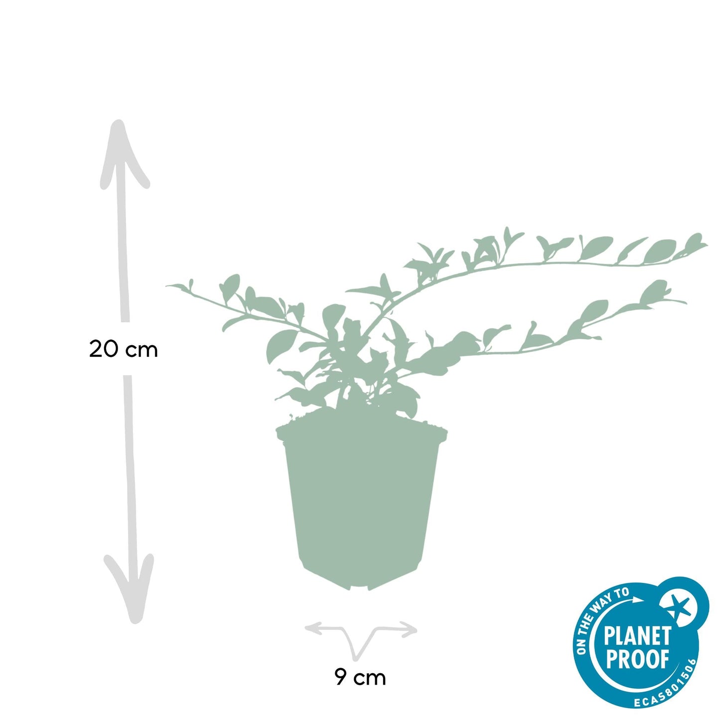 Cotoneaster dammeri 'Major' – Winterharter Bodendecker – 24 Pflanzen – ↕25cm – Ø9cm – Flachwachsend & pflegeleicht