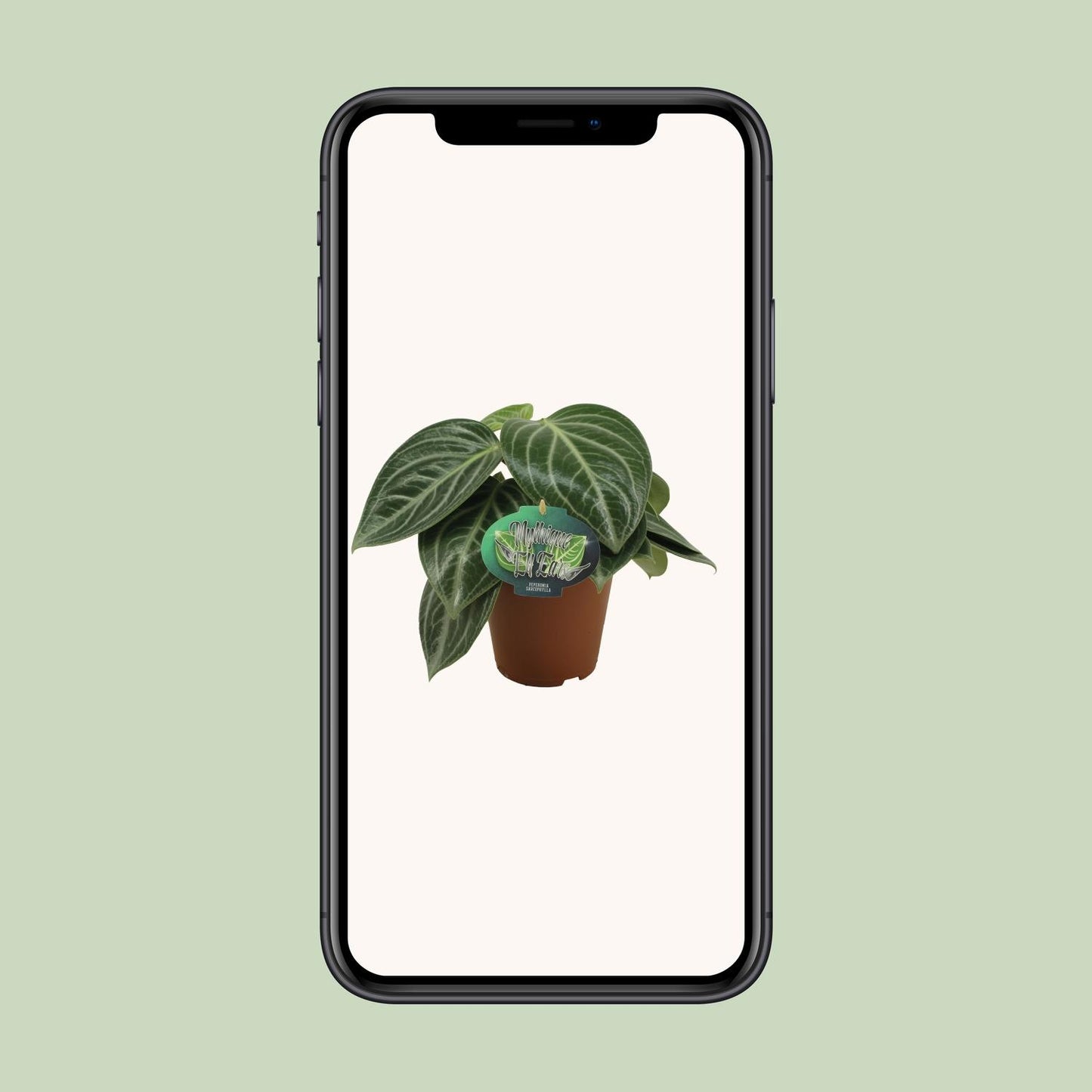 Zwergpfeffer - Peperomia Sarcophylla - Zimmerpflanze - Ø15cm - ↕25cm
